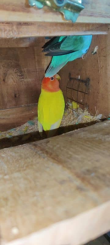 love bird all 100  breeder pair healthy  active   and cage available 3