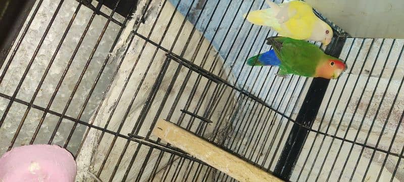 love bird all 100  breeder pair healthy  active   and cage available 4