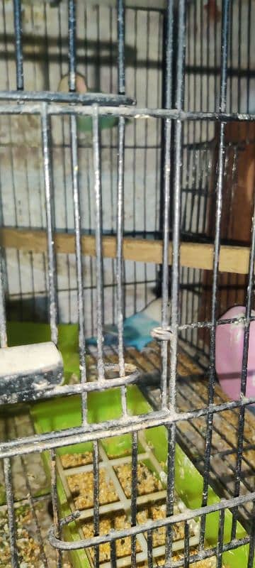 love bird all 100  breeder pair healthy  active   and cage available 5