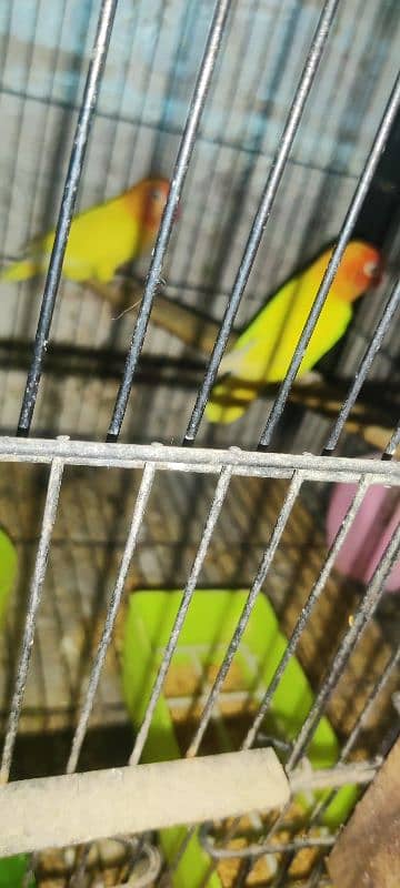 love bird all 100  breeder pair healthy  active   and cage available 6