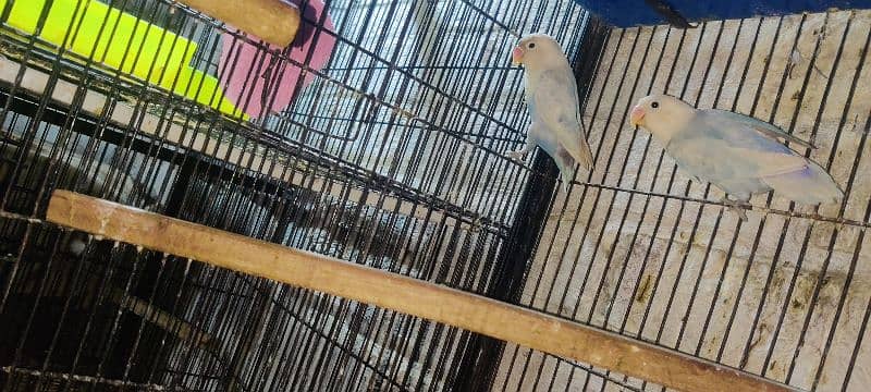 love bird all 100  breeder pair healthy  active   and cage available 7