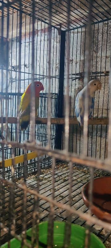 love bird all 100  breeder pair healthy  active   and cage available 8