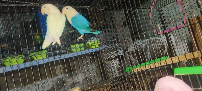 love bird all 100  breeder pair healthy  active   and cage available 9