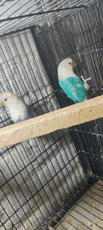 love bird all 100  breeder pair healthy  active   and cage available 10