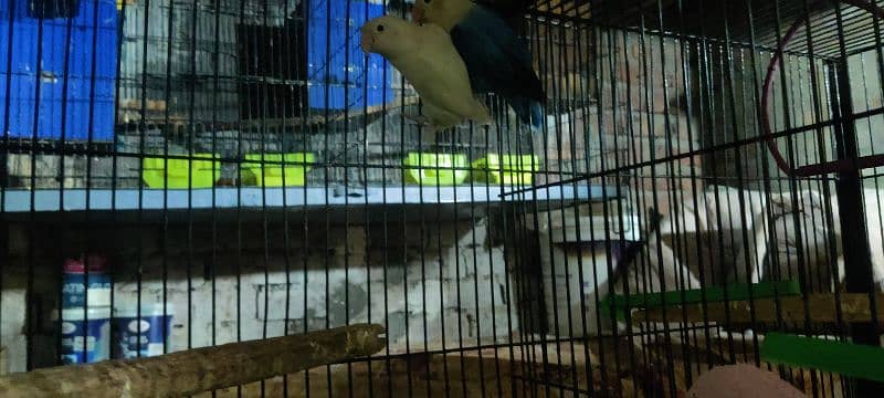 love bird all 100  breeder pair healthy  active   and cage available 11