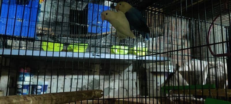 love bird all 100  breeder pair healthy  active   and cage available 12