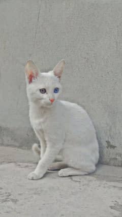 Persian cat white colour