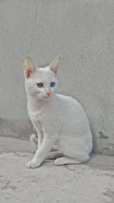 Persian cat white colour 0