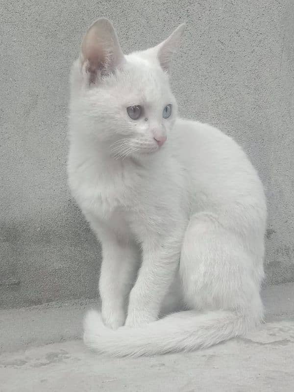 Persian cat white colour 1