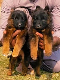 German shepherd Dubal Cout pair 2 mahnt for sale