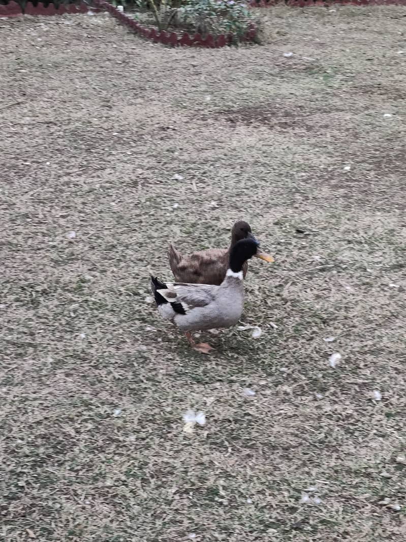 Rouen ducks 1