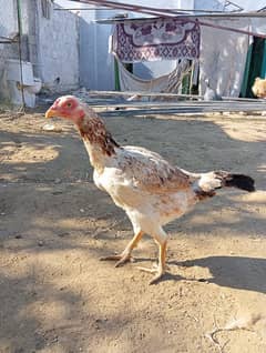 Sindhi aseel breeder 1+3 set for sale