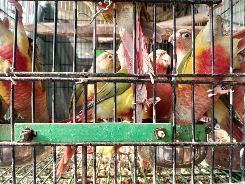 pineapple Conure pairs 0317-2151409 0