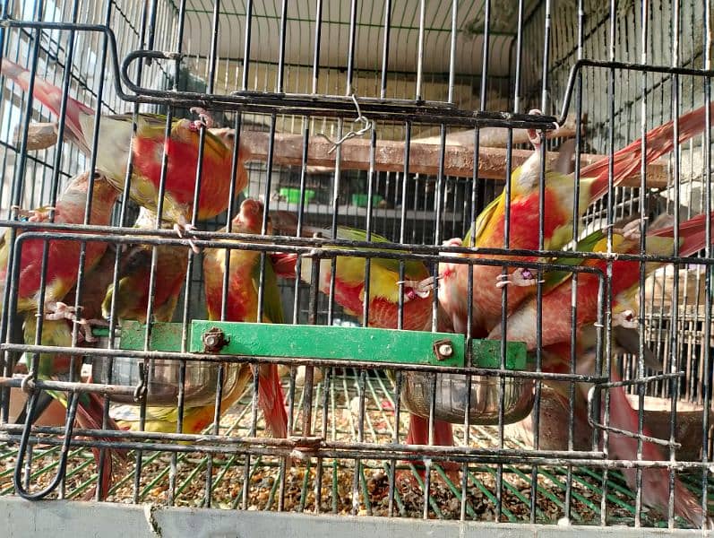 pineapple Conure pairs 0317-2151409 1