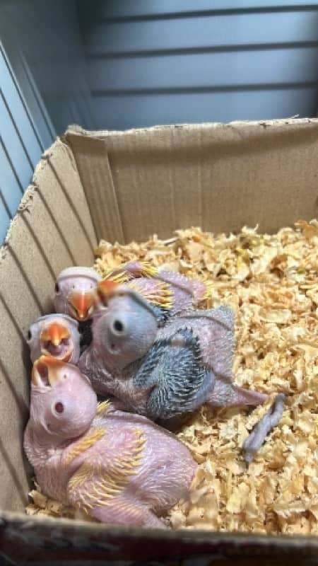 Raw parrot chicks 0