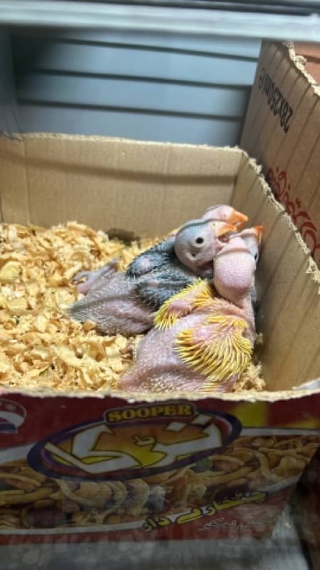 Raw parrot chicks 2