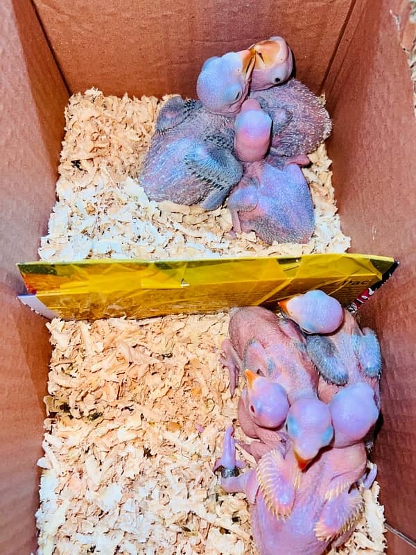 Raw parrot chicks 3