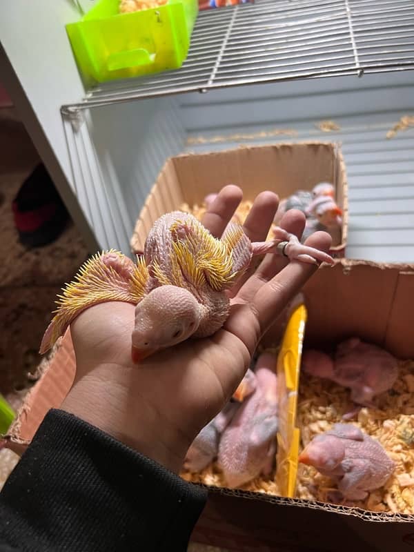 Raw parrot chicks 4