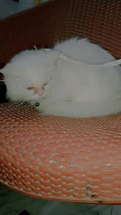 Persian Cat/Cute/Persian Kitten/Kitten For Sale/Cat For Sale