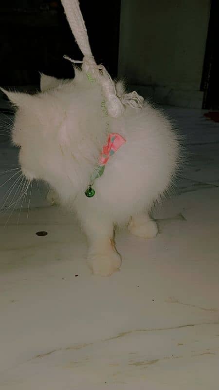 Persian Cat/Cute/Persian Kitten/Kitten For Sale/Cat For Sale 1