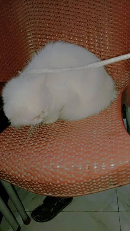 Persian Cat/Cute/Persian Kitten/Kitten For Sale/Cat For Sale 2