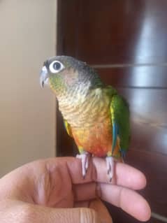 hand tammed conure parrot