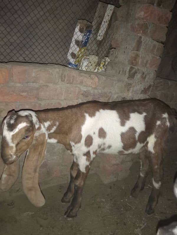 do bakra 6