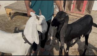 dodh wali bakri sindh & punjab nasal