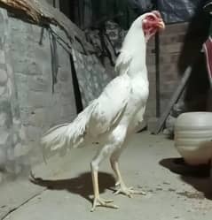 White Shamo patha/Aseel Shamo male /king size/ pure /high quality hen