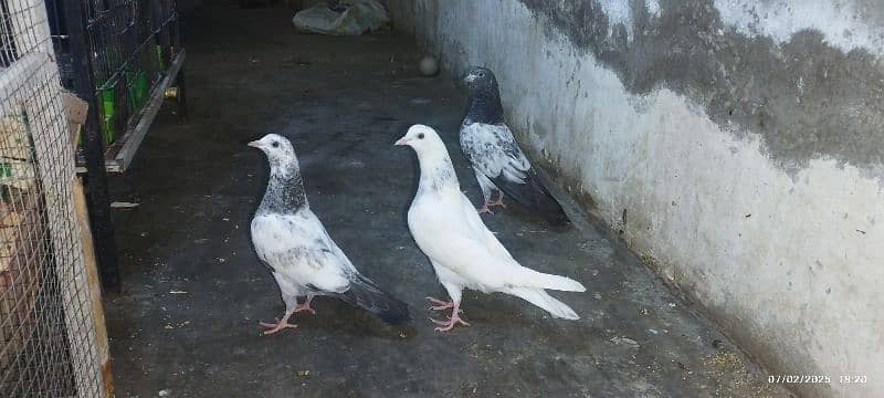 High fly pigeon-Teddy cross patha 2