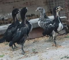 pure thai aseel chick's/high quality/Shamo cross pakistani pathy