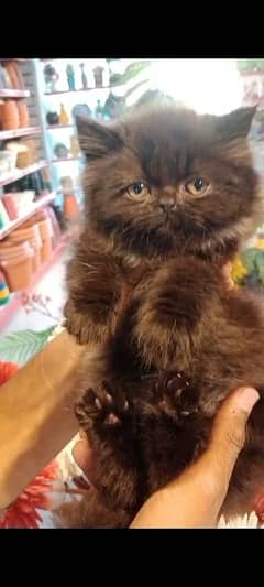 Persian kittens /long coat kittens/baby cat/kitten