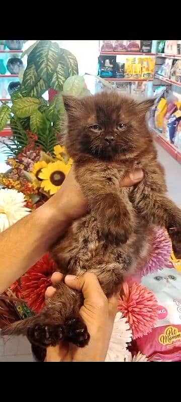 Persian kittens /long coat kittens/baby cat/kitten 1