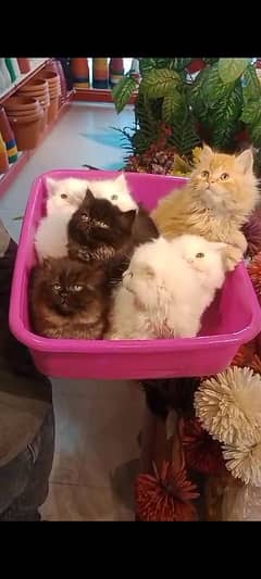 Persian kittens /long coat kittens/baby cat/kitten