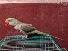 RAW parrot 1+ age