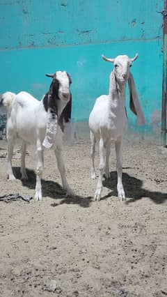 gulabi bakra khasi or breader jori