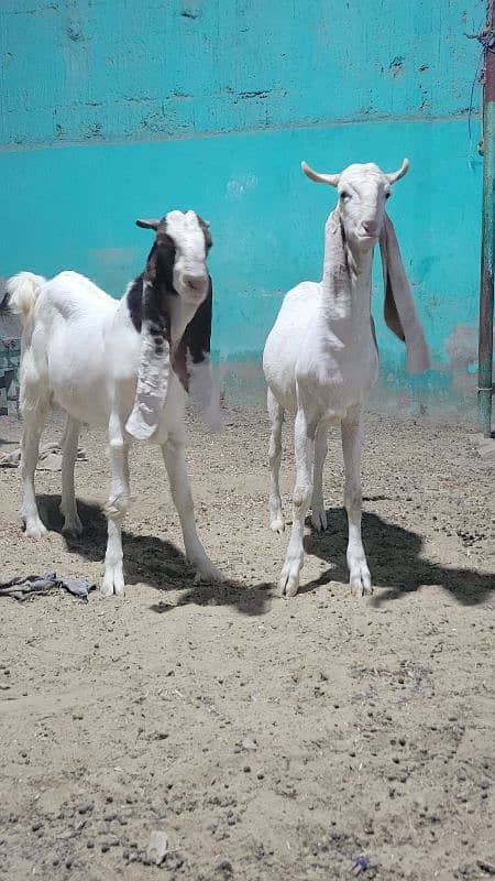 gulabi bakra khasi or breader jori 0