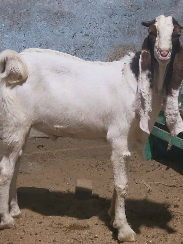 gulabi bakra khasi or breader jori 3