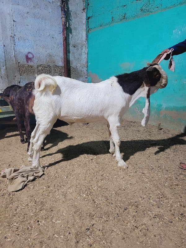 gulabi bakra khasi or breader jori 6