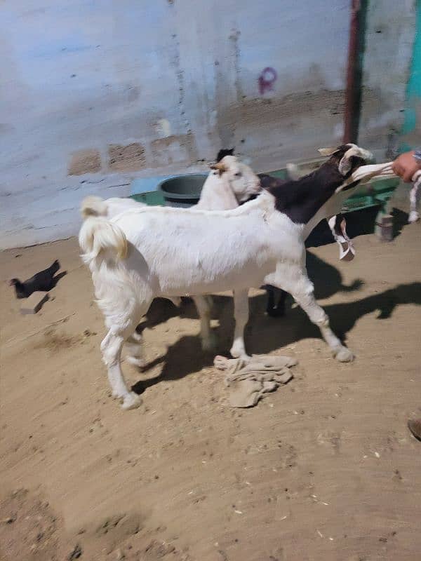 gulabi bakra khasi or breader jori 8