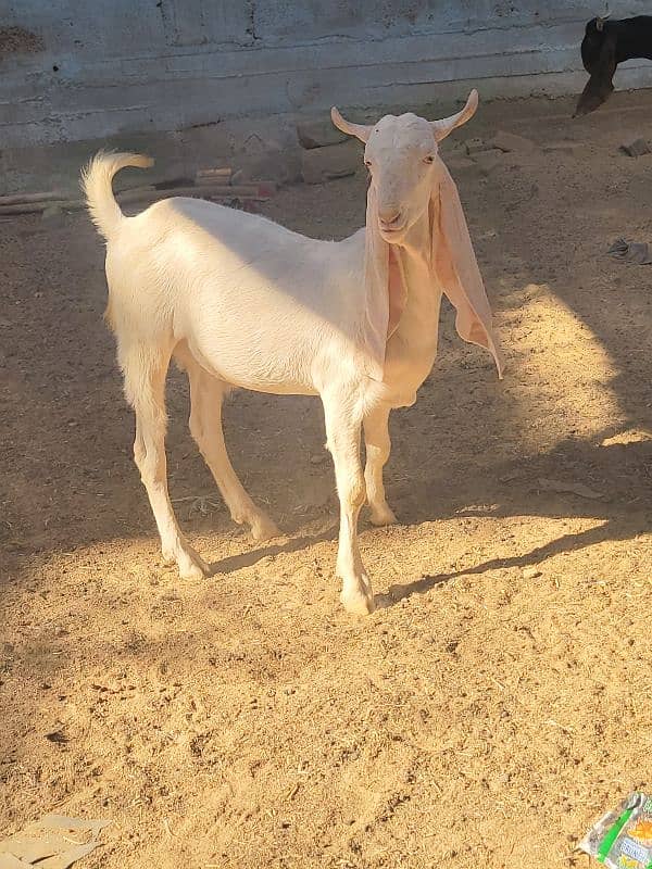 gulabi bakra khasi or breader jori 10