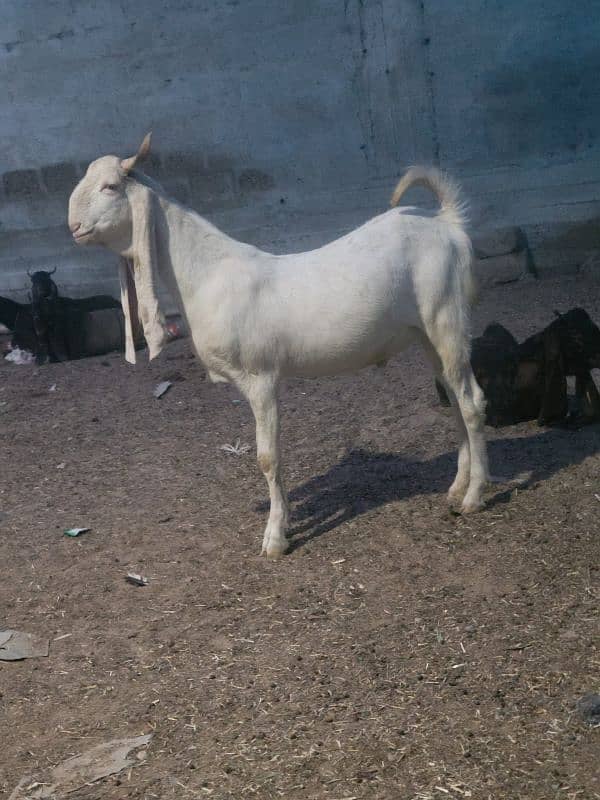 gulabi bakra khasi or breader jori 12