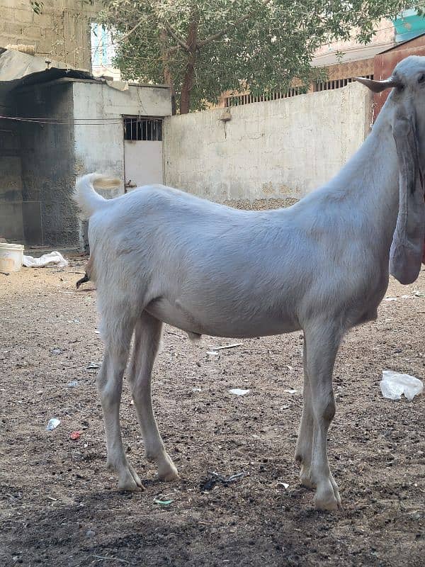 gulabi bakra khasi or breader jori 13