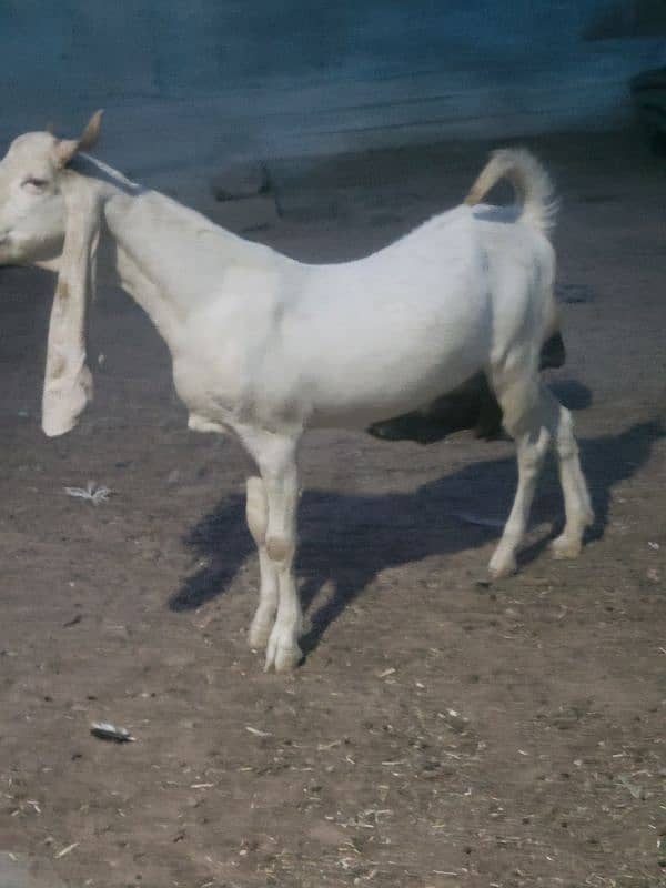 gulabi bakra khasi or breader jori 14