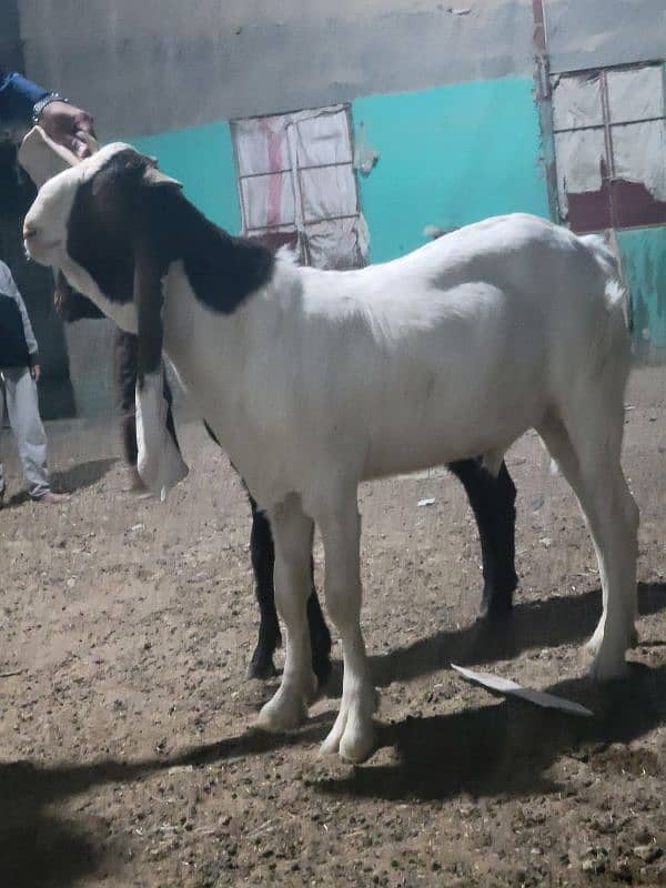 gulabi bakra khasi or breader jori 15