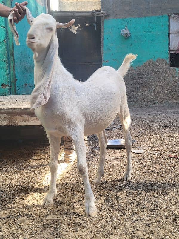 gulabi bakra khasi or breader jori 16