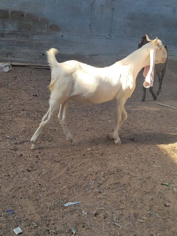 gulabi bakra khasi or breader jori 17