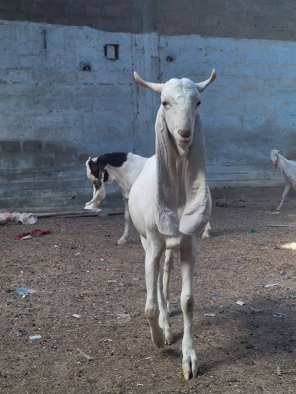 gulabi bakra khasi or breader jori 18