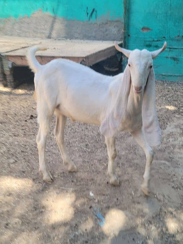 gulabi bakra khasi or breader jori 19