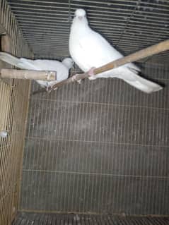 breeder white dove pair